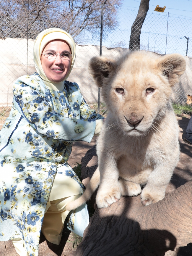 Emine Erdoğan yavru aslanları sevdi